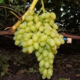 Саджанці винограду "Кишмиш  Століття"