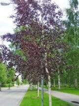 Саджанці берези "Ред Роял" (щеплена, Н - 1,4-1,6 м) - Зображення 3