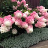 Саджанці гортензії  "Vanille Fraise" (Ваніла Фрайз) 3х-річна