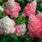 Саджанці гортензії  "Vanille Fraise" (Ваніла Фрайз) 3х-річна - Зображення 3