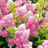 Саджанці гортензії  "Vanille Fraise" (Ваніла Фрайз) 3х-річна - Зображення 4