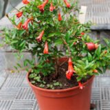 Гранат кімнатний Нана (Punica granatum Nana) Р9 - Зображення 3
