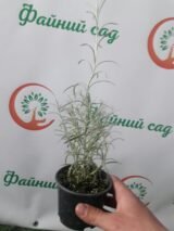 Саджанці Карі - Зображення 2