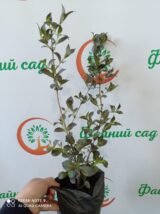 Саджанці вейгели Alexandra - Зображення 2