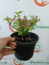 Саджанці вейгели Rumba - Зображення 2