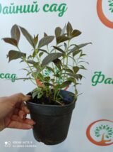 Саджанці вейгели Minor Black - Зображення 2