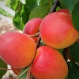 Саджанці абрикосу "Ерлі Блаш" (ранній сорт)