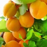 Саджанці абрикосу "Фаркло" (пізньоспілий сорт) - Зображення 2