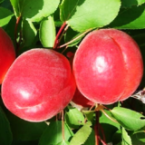 Саджанці абрикосу "Сільвер Кот" (раньоспілий сорт) - Зображення 2