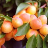 Саджанці абрикосу "Фаркло" (пізньоспілий сорт)