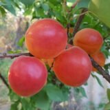 Саджанці абрикосу "Харостар" (середньоспілий сорт)