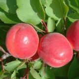 Саджанці абрикосу "Біг Ред" (середньоспілий сорт)