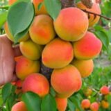 Саджанці абрикосу "Петропавлівський" (середньоспілий сорт) - Зображення 2