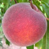 Саджанці персика "Флеминг Фьюри PF 24-007" (пізньоспілий сорт)