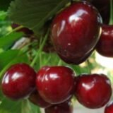 Саджанці  черешні "Техлован" (пізньоспілий сорт)