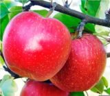 Саджанці яблуні "Галла Шніга" - Зображення 2