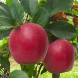 Саджанці яблуні "Галла Шніга"