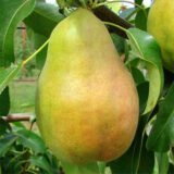 Саджанці груші "Марія"
