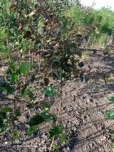 Саджанці берези "Ред Роял" (щеплена, Н - 1,4-1,6 м) - Зображення 2