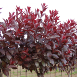 Саджанці штамбової сливи Globosa Ruby (Глобоза Рубі) (1,0–1,5 м + крона) - Зображення 2