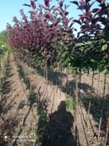 Саджанці штамбової сливи Globosa Ruby (Глобоза Рубі) (1,0–1,5 м + крона) - Зображення 5