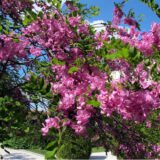 Саджанці акації шаровидної на штамбі(Н - 1,2-1,5) - Зображення 4