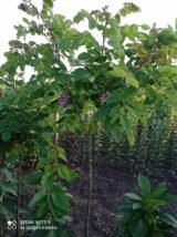 Саджанці акації шаровидної на штамбі(Н - 1,2-1,5) - Зображення 2