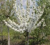 Саджанці мигдалю трилопатевого "Альба Плена"  (штамб Н 1-1,4м)