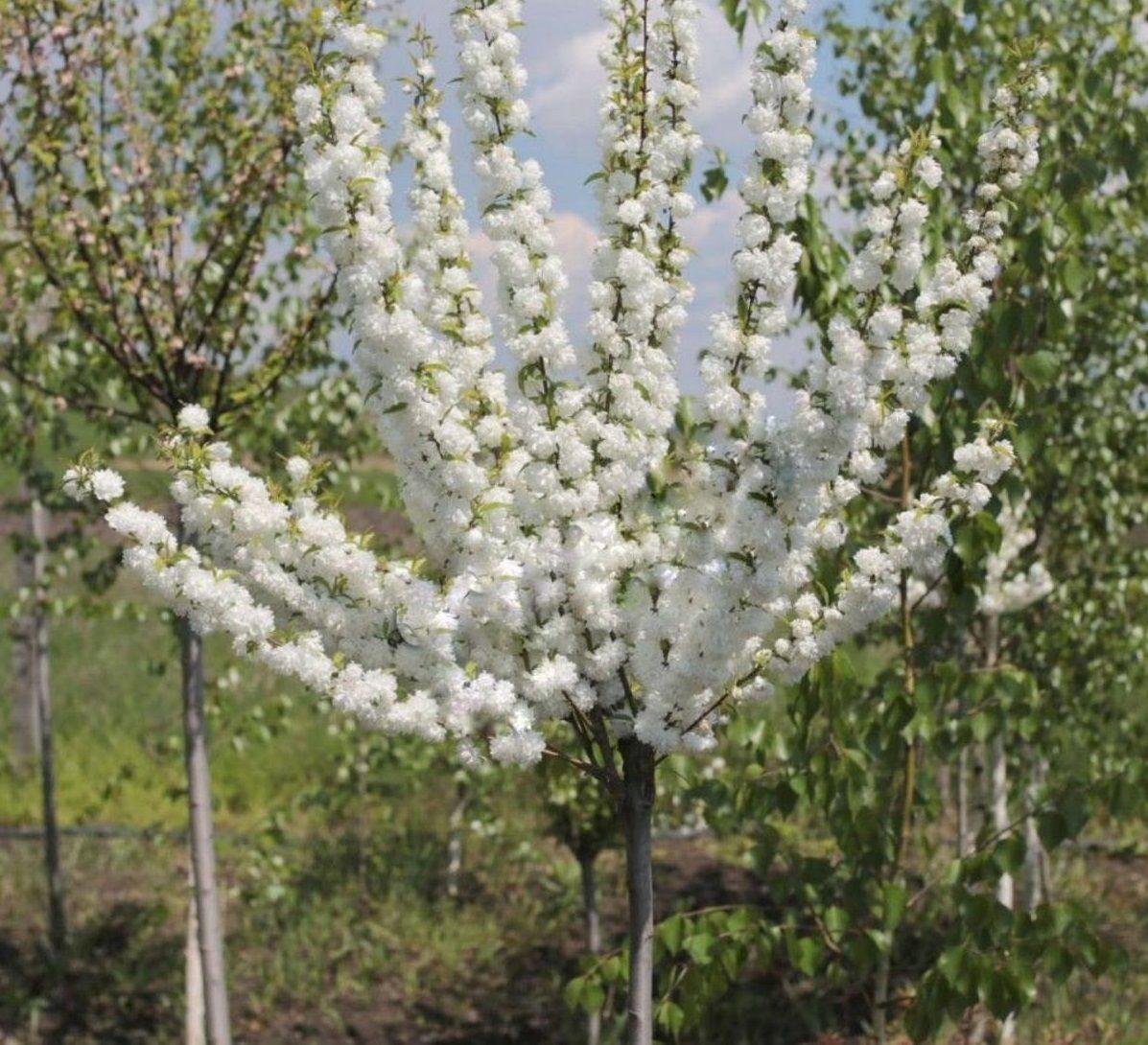 3225185397_sadzhantsi-migdalyu-trilopatevogo.jpg Саджанці мигдалю трилопатевого "Альба Плена" (штамб Н 1-1,4м) - Зображення 1