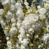 Саджанці мигдалю трилопатевого "Альба Плена"  (штамб Н 1-1,4м) - Зображення 2