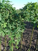 Саджанці бобовник альпійський Pendulum (Н - 1-1,2) - Зображення 2