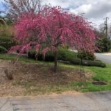 Саджанці персика плакучого "Melred Weeper" на штамбі  (Н 1,5-1,7м) - Зображення 2