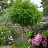 Саджанці акації шаровидної на штамбі(Н - 1,2-1,5)