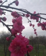 Саджанці персика плакучого "Melred Weeper" на штамбі  (Н 1,5-1,7м) - Зображення 3