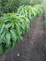 Саджанці персика колоновидного "Медового" на штамбі  (Н 0,8-1,2м) - Зображення 2