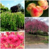 Саджанці персика плакучого "Melred Weeper" на штамбі  (Н 1,5-1,7м)