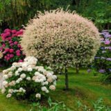 Саджанці верби Хакуро-Нішікі на штамбі (ВКС, штамб 1,1-1,5 м)