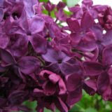 Саджанці бузку "Полтава" (щеплений)