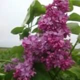 Саджанці бузку "Богдан Хмельницький" (привитий) - Зображення 2