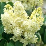 Саджанці бузку "Прімроуз" (щеплений) - Зображення 2