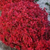 Барбарис "Rubi Star" (Рубі Стар)