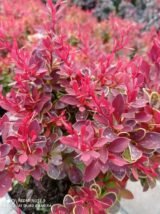 Барбарис "Rubi Star" (Рубі Стар) - Зображення 2