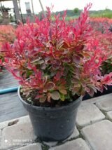 Барбарис "Rubi Star" (Рубі Стар) - Зображення 3