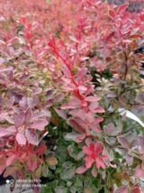 Барбарис "Coral" (Корал) - Зображення 2