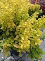 Барбарис "Summer Sunset" (Саммер Сансет) - Зображення 3