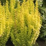 Барбарис "Summer Sunset" (Саммер Сансет)