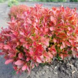 Барбарис "Admiration" (Адмірейшн)