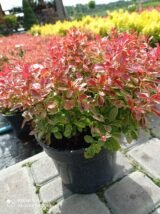 Барбарис "Admiration" (Адмірейшн) - Зображення 2