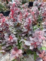 Барбарис "Concorde" (Конкорд) - Зображення 3