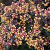 Барбарис "Concorde" (Конкорд) - Зображення 2